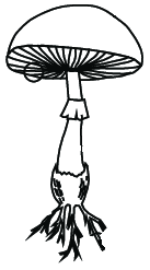 Outline drawing of the same structure: easy to copy into a notebook, with the pileus, the stipe and the hyphae at the base clearly separated.