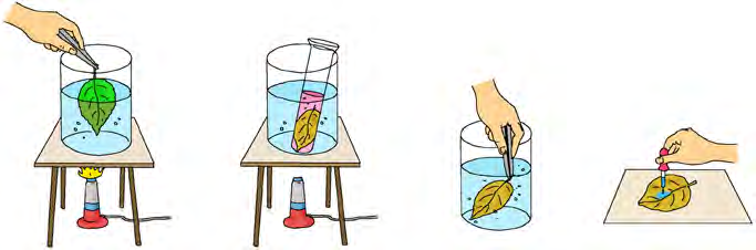 Boiling the leaf, standing it in alcohol, washing it in water and dropping iodine on it: the four stages of the starch test.