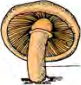 A mushroom, which springs up in damp places