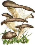 Mushroom: no chlorophyll, so it feeds on dead and decaying matter.