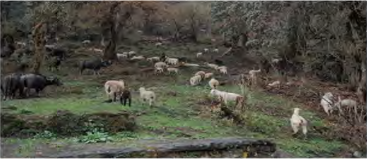 Heavy grazing inside a forest area. Bringing human activity like this under control is one of the measures of biodiversity conservation.