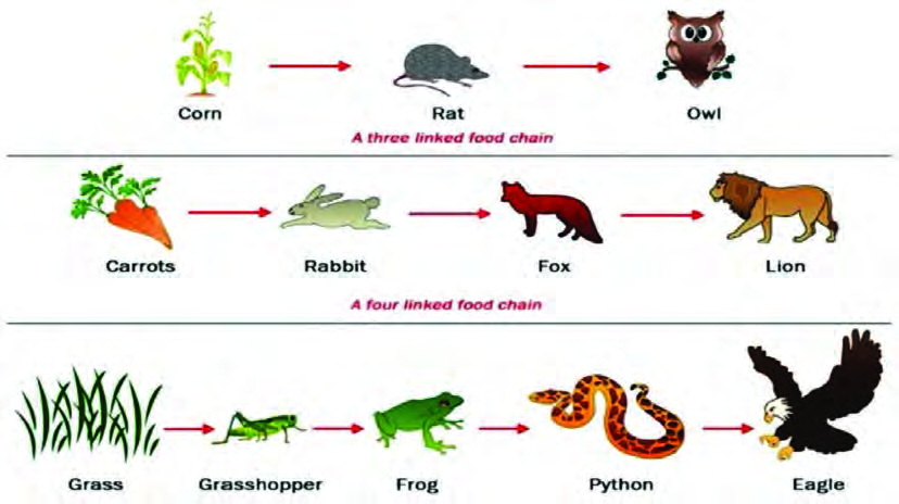 Food chains of three, four and five links: every chain begins at a producer and ends at the topmost consumer.