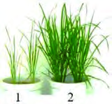 Plants from the same kind of seed: in pot 1 the soil is nutrient poor and the plants are short and thin, while in the fertile soil of pot 2 they have grown tall and thick.