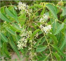 Neem: narrow toothed leaflets and clusters of small white flowers