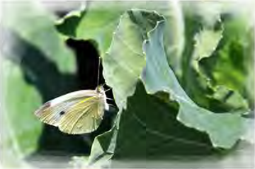 A Cabbage White butterfly resting on a cabbage leaf. Its eggs hatch into the caterpillars that eat the leaves.