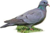 Pigeon: has a backbone