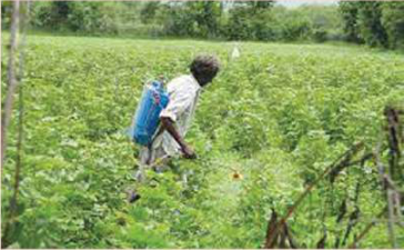 Spraying insecticide in crops: the farmer carries the tank on his back and wears no mask, gloves or protective clothing.