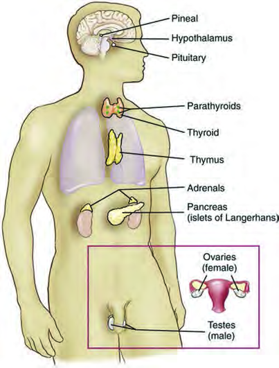Where the endocrine glands sit in the body: the pineal, hypothalamus and pituitary in the head, the thyroid and parathyroids in the neck, the thymus in the chest, the adrenals above the kidneys, the pancreas behind the stomach and the gonads in the lower abdomen.
