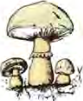 A thick stemmed mushroom