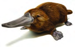 The platypus: a bill like a duck's, but a body covered with fur like a mammal's.
