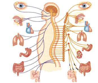 The autonomic nervous system: its nerves reach the eyes, heart, lungs, stomach and intestines and control the involuntary work of these internal organs.