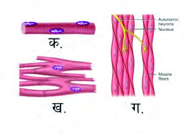The three muscular tissues side by side, so their fibres can be compared: banded cylinders, smooth spindles and fibre bundles with their nerve supply
