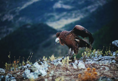 A vulture on the rocks. To Tibetans these birds are Dakinis, carriers of the soul to the heavens.