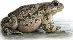 Toad: its skin is rough and warty, but it has no horny scales, so it is still an amphibian