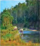 A riverside forest with water and grass, the kind of place where a one horned rhinoceros finds what it needs.