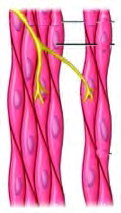 Smooth muscular tissue: spindle shaped fibres with no bands, found in the walls of the stomach and blood vessels