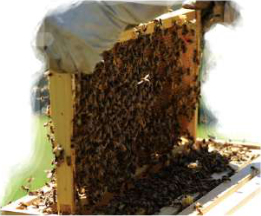An artificial hive: a beekeeper lifts a wooden frame covered with bees out of the hive box.