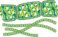 Spirogyra: a green thread of cells joined end to end.