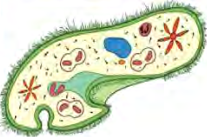 A protozoan is a whole living body made of one single cell, and it cannot be seen at all without a microscope.