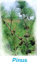 Pinus: a non-flowering plant that carries its seeds in cones.