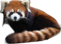 The red panda lives in the cool bamboo forests of Nepal's hills and mountains, and its numbers are falling.