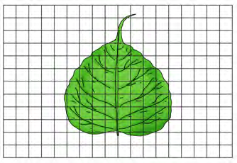 The edge of a leaf does not follow the grid lines, so whole squares and part squares have to be counted separately.