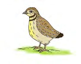 A quail is a small, round brown bird with short wings.