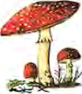 A red mushroom spotted with white