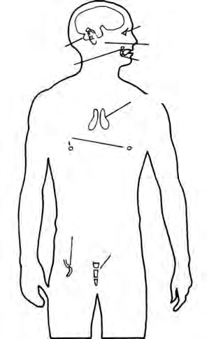 Vestigial organs in the human body: the places, from the head down to the base of the spine, where inactive leftover organs still sit.