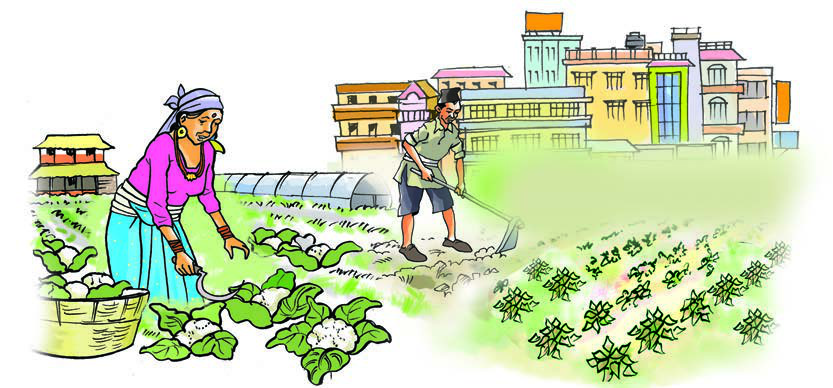 घरनजिकैको सानो जग्गामा काउली टिप्दै र माटो खन्दै गरेका मानिस। गाउँको घर होस् वा सहरको पक्की घर, छेउमा थोरै जग्गा भए करेसाबारी बनाउन सकिन्छ।