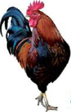 Hen: its hind limbs carry the whole body when it walks