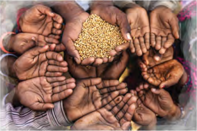 Many empty hands reaching towards one handful of grain: hunger and the unequal sharing of food.