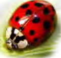 Even an insect with so small a body has separate parts such as eyes, legs and a mouth.