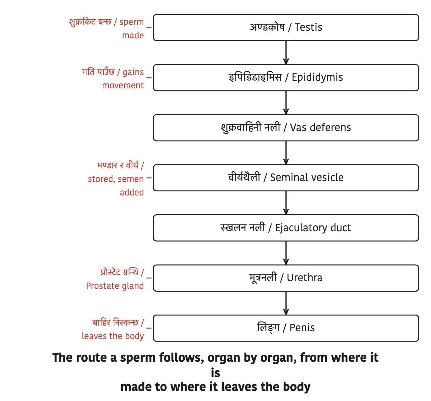 The route a sperm follows, organ by organ, from where it is made to where it leaves the body