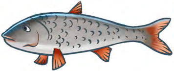 The streamlined body, the scales, the fins and the gill cover of a fish are all four of its adaptations for life in water.