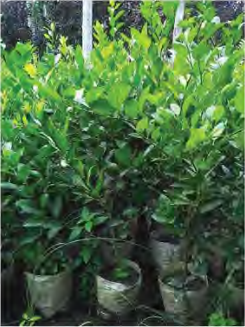 Grafted lime saplings raised in a nursery, ready to be given out to growers.