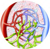 Lymph: the network of vessels carrying the colourless fluid that filters out of the blood vessels and spreads among the tissues