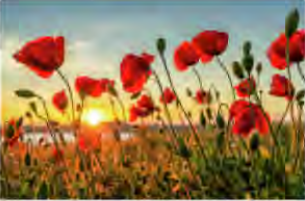 Red poppies stand for weakness and love that does not last.