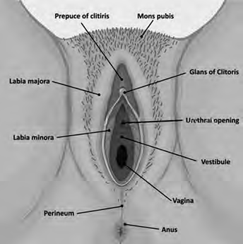 The parts of the vulva from top to bottom: mons pubis, clitoris, urethral opening, vaginal opening, perineum and anus, with the labia majora and labia minora on both sides