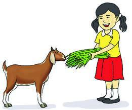 A girl feeding grass to a goat.