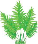 Fern