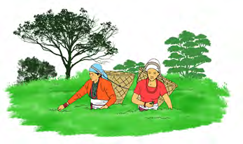 Women plucking tea leaves into their baskets in a tea garden.