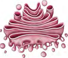 A Golgi body, made of parts stacked together like a bunch of bananas.