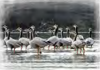 Geese resting in shallow water: many water birds fly from Siberia to Nepal's lakes and rivers to escape the winter cold.