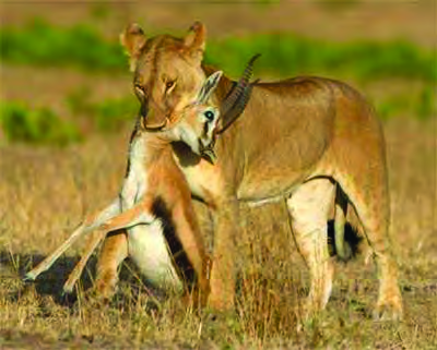 A lioness has caught a gazelle. This interaction, gaining food by killing another animal, is predation.