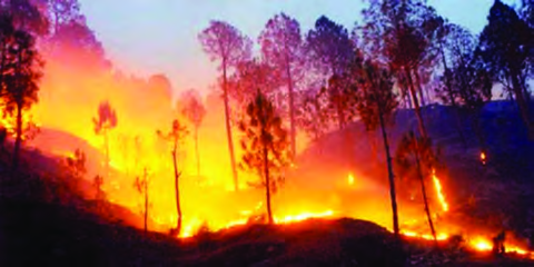 सुक्खा याममा वनजङ्गलमा लागेको आगो नै डढेलो हो। यसले रुख, जनावर र नजिकैको बस्ती सबैलाई जोखिममा पार्छ।