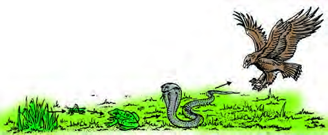 A grassland ecosystem: the grasshopper, the frog, the snake and the eagle all live on and around the grass, and each one is food for the next.