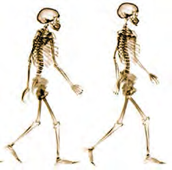 The gradual change seen in the build of the skeleton shows the body altering step by step from simple towards complex.