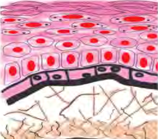 The lining inside the cheek is built of layers of cells like this, and it is from here that the cells are scraped.