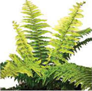 Fern